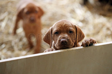 Neuenhagen  Deutschland  Magyar Vizsla Hundewelpe schaut neugierig aus einer Wurfbox heraus