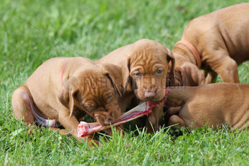 Neuenhagen  Deutschland  Magyar Vizsla Hundewelpen fressen einen Knochen