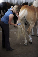 Oberoderwitz  junge Frau buerstet den Schweif ihres Pferdes auf der Stallgasse