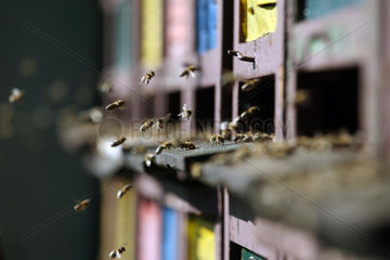 Graditz  Deutschland  Bienen im Anflug auf ihren Bienenstock
