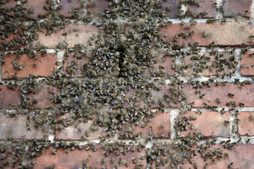 Hoppegarten  Deutschland  Bienenvolk zieht durch ein Loch in ein Mauerwerk ein