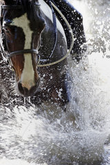 Oberoderwitz  Pferd planscht im Wasser