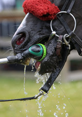 Dresden  Detailaufnahme  Pferd trinkt Wasser aus einer Spritzpistole