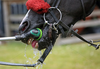 Dresden  Detailaufnahme  Pferd trinkt Wasser aus einer Spritzpistole