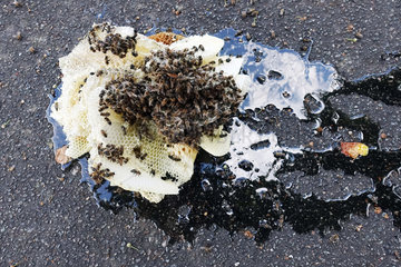 Hamburg  Waben mit Honigbienen liegen auf Asphalt