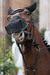 Berlin  Pferd mit Ohren- und Fliegennasenschutz rollt mit den Augen