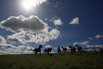 Gestuet Goerlsdorf  Silhouette  Pferde im Galopp auf einer Weide