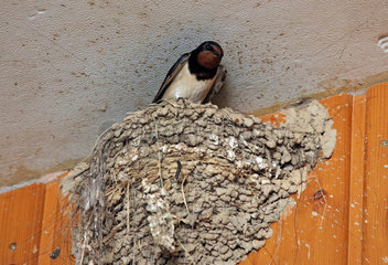 Oberoderwitz  Rauchschwalbe schaut aus ihrem Nest heraus