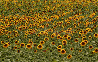 Sonnenblumenfeld in Suedfrankreich