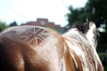 Royal Ascot  Horse has the Union Jack on his back