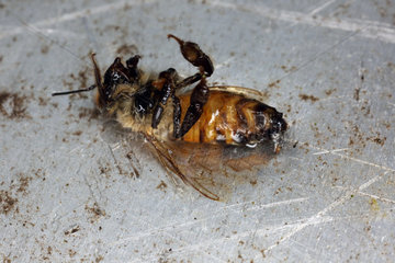 Dresden  Deutschland  tote Honigbiene