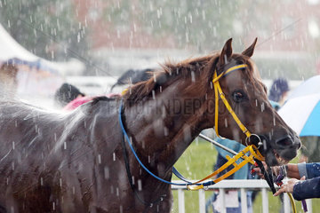 Hamburg  Pferd steht nach dem Rennen im stroemenden Regen
