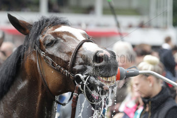 Hamburg  Pferd saeuft Wasser aus einem Duschkopf