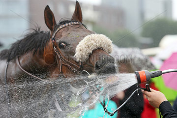 Hamburg  Pferd saeuft Wasser aus einem Duschkopf