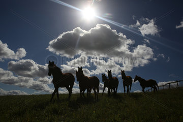 Gestuet Goerlsdorf  Silhouette  Pferde auf einer Weide