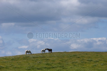 Gestuet Goerlsdorf  Pferde auf einer Weide