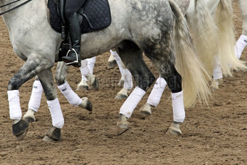 Gestuet Ganschow  bandagierte Pferdebeine im Trab