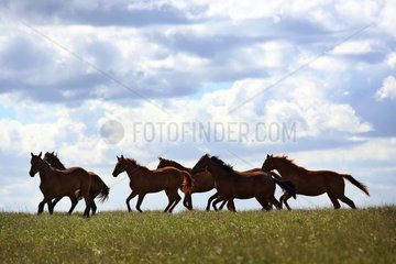 Gestuet Goerlsdorf  Silhouette  Pferde im Galopp auf einer Weide