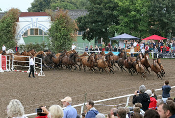 Gestuet Ganschow  Schaubild  grosse freilaufende Herde bei der Ganschower Stutenparade