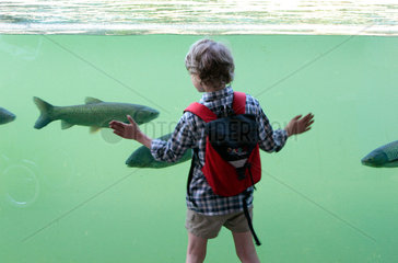 Junge vor einem Fischbecken