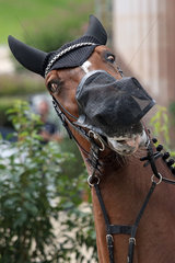 Berlin  Pferd mit Ohren- und Fliegennasenschutz rollt mit den Augen