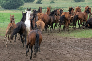 Gestuet Ganschow  Pferde galoppieren auf die Weide