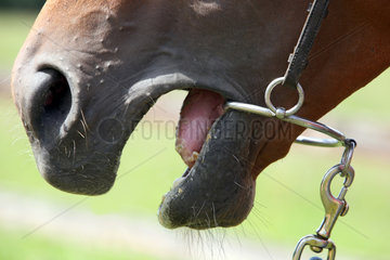 Neuenhagen  Detailaufnahme  Pferd hat ein Steigergebiss im Maul