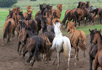Gestuet Ganschow  Pferde galoppieren auf die Weide