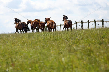 Gestuet Goerlsdorf  Pferde im Galopp auf einer Weide