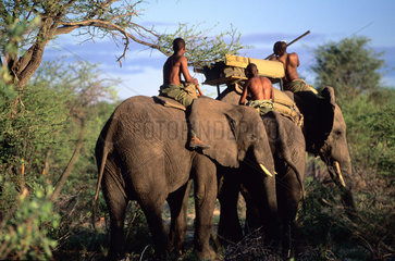 BOTSWANA - OKAVANGO - ABU CAMP  ELEPHANT BACK SAFARI