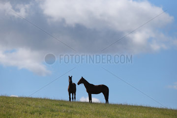 Gestuet Goerlsdorf  Pferde stehen auf einer Weide