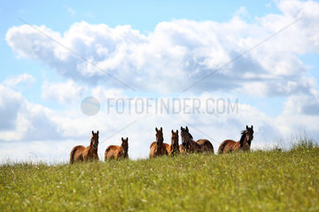 Gestuet Goerlsdorf  Pferde stehen aufmerksam auf einer Weide