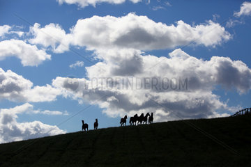 Gestuet Goerlsdorf  Silhouette  Pferde auf einer Weide