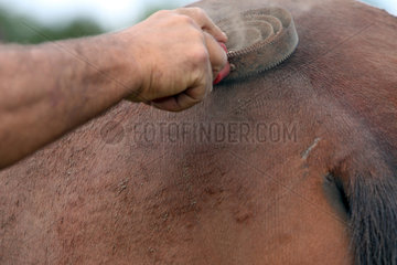 Neuenhagen  Detailaufnahme  Pferd wird gestriegelt