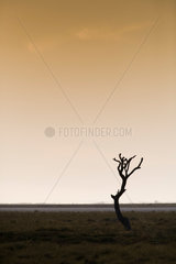 Coto de Donana  Spanien  ein toter Baum im Abendlicht