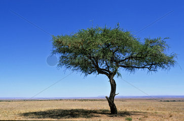 KENYA - ACACIA TREE IN MASAI MARA NATIONAL PARK