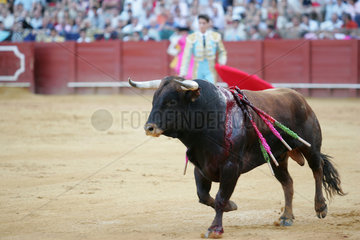 Sevilla  Spanien  blutender Stier in der Arena