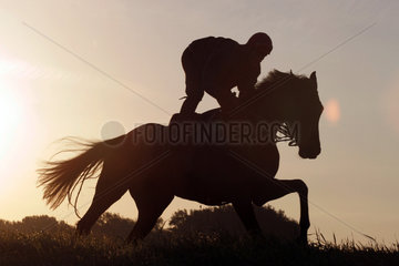Iffezheim  Reiter und Pferd beim Ausritt am Morgen