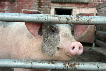 Brandenburg  Schwein mit Markierung im Gehege eines Oekobauernhofes