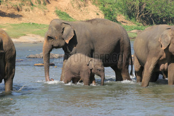 Kandy  Sri Lanka  eine Herde Elefanten badet im Fluss Maha Oya