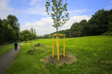 Essen  Ruhrgebiet  Hallopark  neu gepflanzter Baum