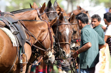 Dubai  Vereinigte Arabische Emirate  Pferdepfleger und Polopferde