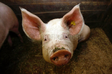 Tirol  Schwein im Portrait