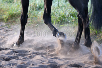 Neuenhagen  Deutschland  Pferdebeine traben auf Sandboden