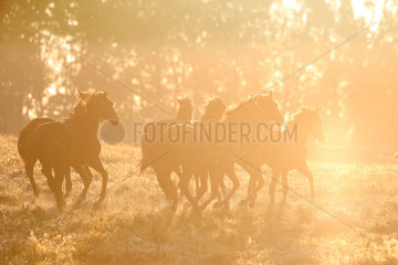 Gestuet Goerlsdorf  Silhouette  Pferde am Morgen im Galopp auf der Weide