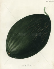 Winter melon from Transactions of the Horticultural Society  1817.