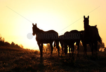 Gestuet Goerlsdorf  Silhouette  Pferde stehen bei Sonnenaufgang auf der Weide