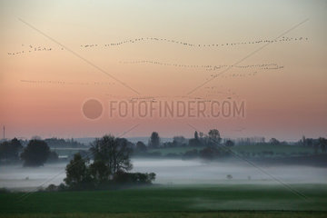 Goerlsdorf  Deutschland  Wildgaense fliegen an einem nebligen Morgen ueber die Felder der Uckermark