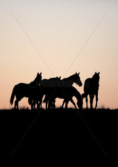 Gestuet Goerlsdorf  Silhouette  Pferde stehen bei Morgendaemmerung auf der Weide