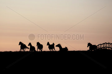 Gestuet Goerlsdorf  Silhouette  Pferde bei Morgendaemmerung im Galopp auf der Weide